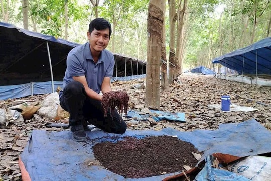 Bỏ việc lương cao ở TP.HCM, chàng trai Ninh Thuận về quê khởi nghiệp với giun quế, thu nhập hàng chục triệu mỗi tháng