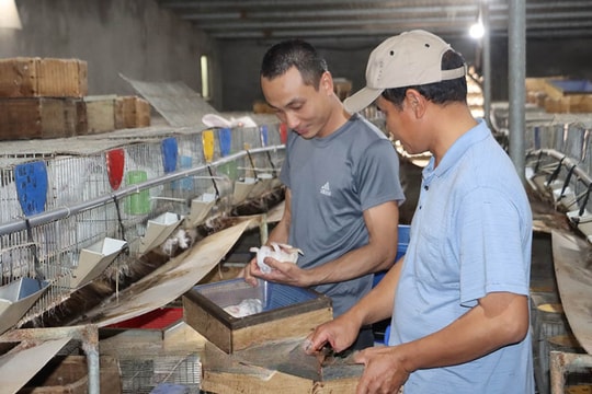 Đầu tư 800 triệu, người nông dân Hưng Yên mang con vật "trắng như tuyết" về nuôi, nay bội thu thành quả lớn