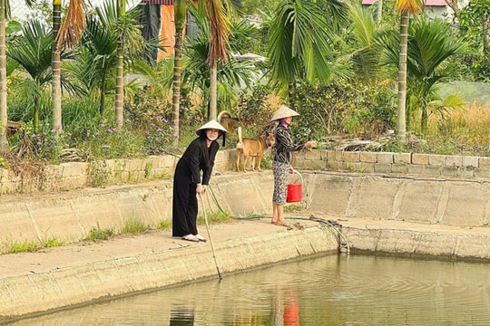 Nữ thủ khoa bỏ phố về quê, chọn làm nông dân, nay có đầm tôm rộng 6.000m2, nuôi hơn 1.000 con gà