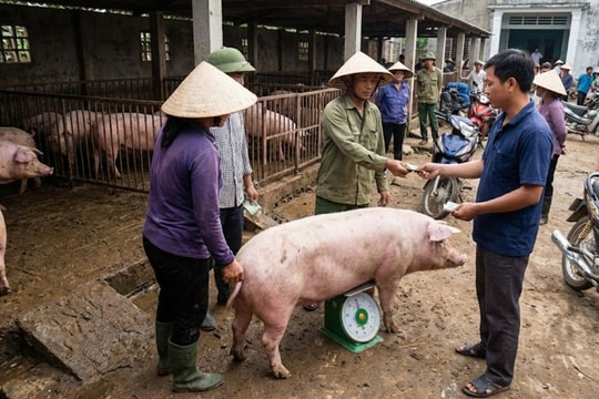 Giá heo hơi hôm nay 15/5/2026: Giữ đỉnh 71.000 đồng/kg