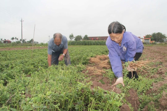 Giống củ nghe tên "cực lạ", nông dân Hưng Yên thu hoạch tính bằng tấn, là bí quyết kiếm về số tiền lớn