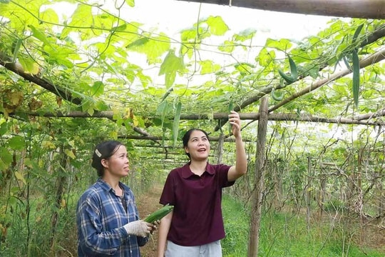 Tận dụng hiệu quả đất canh tác , nông dân Phú Thọ mang về những "bao tải tiền" lớn
