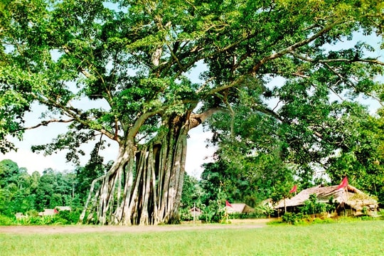 Ngôi làng từng được xem là “Trái tim cách mạng”: Bác Hồ đặt tên mới, lưu giữ gần 20 di tích lịch sử đặc biệt