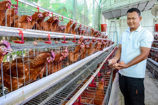 Mô hình "siêu trứng" lạ, hiệu quả của người nông dân Cà Mau