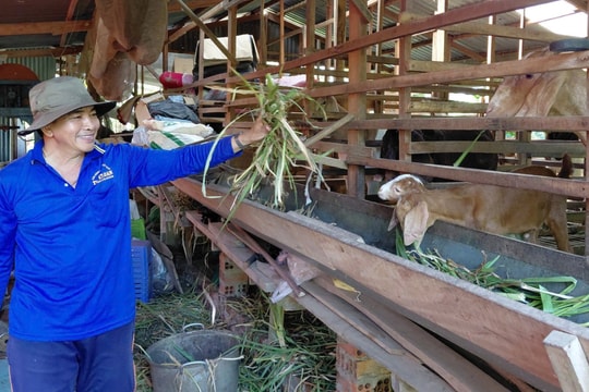 Nông dân An Giang mang con vật thích sống trên núi đá về nuôi trong vườn nhà, giá bán lên tới 250.000 đồng/kg