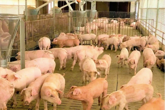 Giá heo hơi hôm nay 18/5/2026: Neo cao ở mốc 71.000 đồng/kg
