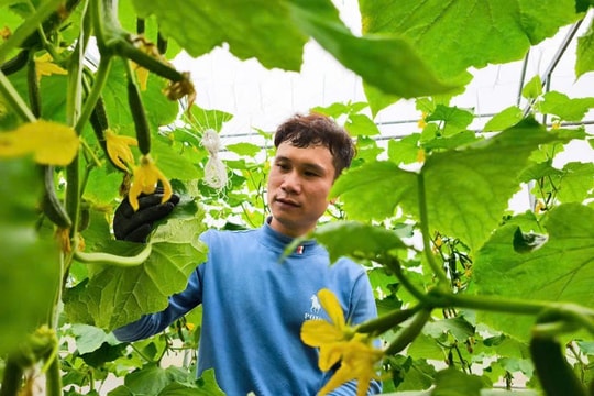 Rời công ty nước ngoài, c hàng trai Hải Phòng theo đuổi giấc mơ nông nghiệp công nghệ cao, thu trăm triệu mỗi năm