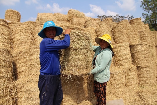 Độc lạ người nông dân An Giang biến thứ bị bỏ lại trên đồng thành “bí quyết kiếm bộn tiền” chẳng ai ngờ