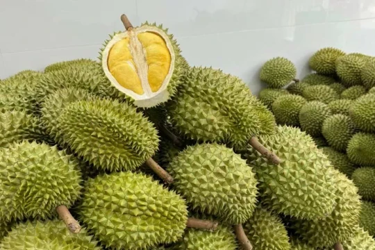 Sầu riêng Việt Nam đón tin vui từ thị trường Ấn Độ