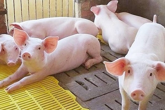 Giá heo hơi hôm nay 20/5/2026: Nhiều địa phương trượt giá thêm 1.000 đồng/kg