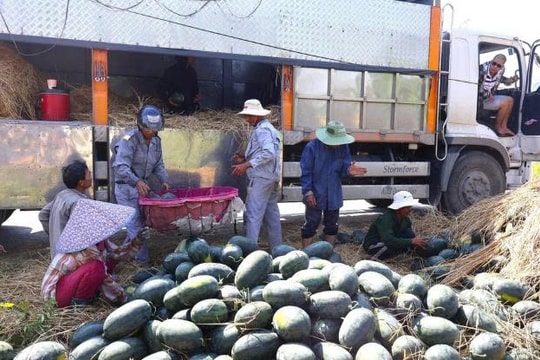 Những trái "to bự" đầu hè giúp nông dân Đà Nẵng rộn ràng mùa tiền tỷ
