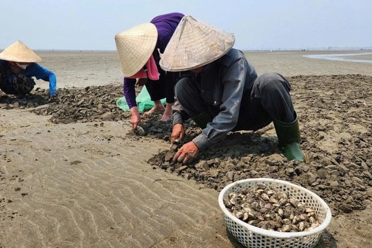 Nông dân Nghệ An nuôi con "nằm dưới cát biển" giá chỉ 22.000/kg, mang về số tiền hàng trăm triệu mỗi héc ta