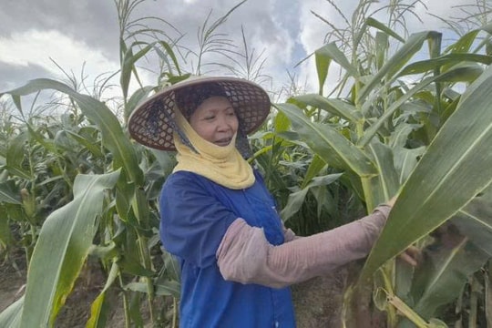 Từ thứ chỉ bán với giá 6.000 đồng/kg, nông dân Thanh Hóa áp dụng công thức "lạ" cho sinh lời quanh năm