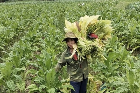 Người nông dân Cao Bằng làm mô hình lạ với 4.000m2 đất, mỗi năm đều tay thu số tiền lớn