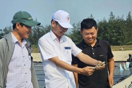 Nuôi giống cá "lạ lẫm" giúp người nông dân Quảng Trị lãi ròng hơn 700 triệu mỗi lần thu hoạch