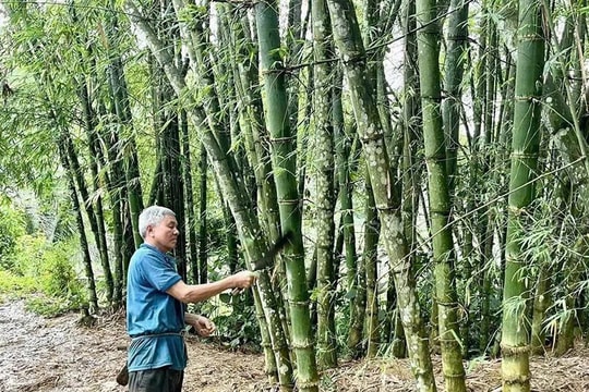 Chỉ với mảnh đất 15m2, người nông dân Thanh Hóa tìm ra bí quyết "đẻ ra tiền", phát triển kinh tế bền vững