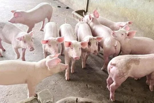 Giá heo hơi hôm nay 23/5/2026: Thị trường tăng nhẹ