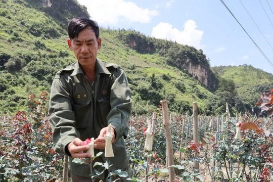 Một nông dân Sơn La mạnh dạn triển khai mô hình mới trên đất lúa cũ, thu lãi hơn 350 triệu đồng/năm