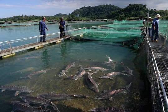 Người nông dân Lâm Đồng mở hướng làm giàu với loài cá đặc sản có giá tới 150.000 đồng/kg