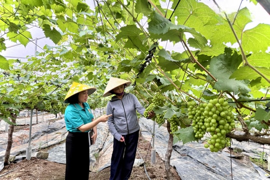 Người phụ nữ U60 tiên phong trồng giống cây "ngoại xứ", mở hướng làm giàu mới cho nông dân Quảng Ninh