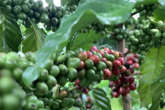 Giá cà phê hôm nay 25/5/2026: Tăng nhẹ, nông dân giữ hàng chờ giá cao hơn