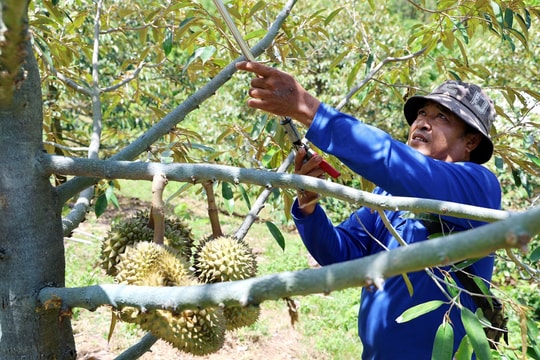 Nông dân An Giang quyết tâm làm giàu với trái "thơm phưng phức" trên vùng đồi cằn cỗi