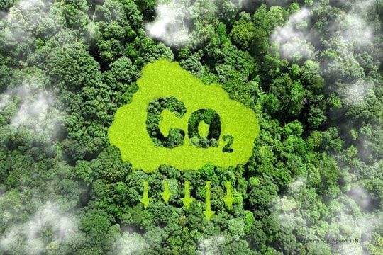 Tín chỉ carbon rừng chỉ được giao dịch qua sàn hoặc theo hợp đồng