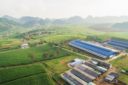 Thương hiệu sữa gần 70 năm tuổi tìm đường "tái sinh"