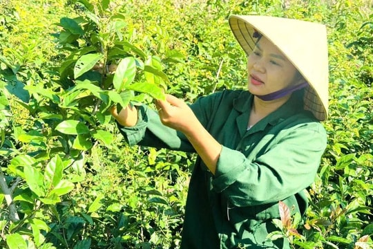 Bỏ phố về quê, nông dân Thanh Hóa đưa cây "bản địa" thành dược liệu quý đạt chuẩn OCOP, thu về 1 tỷ đồng/năm
