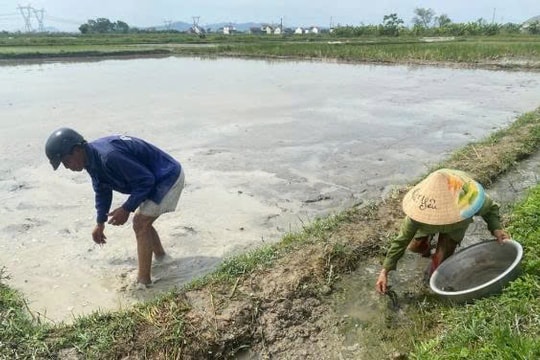 Loài “kẻ thù” của ruộng lúa bất ngờ thành nguồn thu mùa hè của nông dân Nghệ An