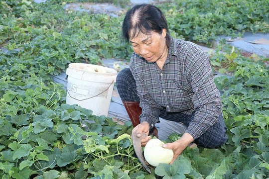 Dưa Kim Đông, Rạng Đông vào mùa, nông dân Ninh Bình thu tiền tỷ từ bãi bồi ven biển