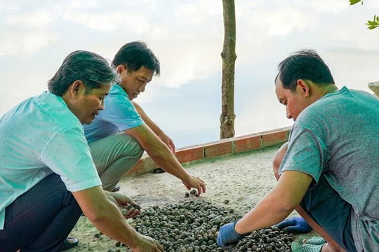 Một mô hình 3 giai đoạn giúp nông dân Cà Mai giảm rủi ro, tăng thu nhập