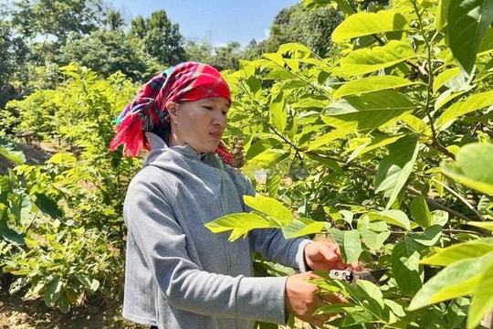 Giống trái "vừa thơm vừa ngọt" mang về 130 triệu đồng/năm cho người nông dân Lào Cai
