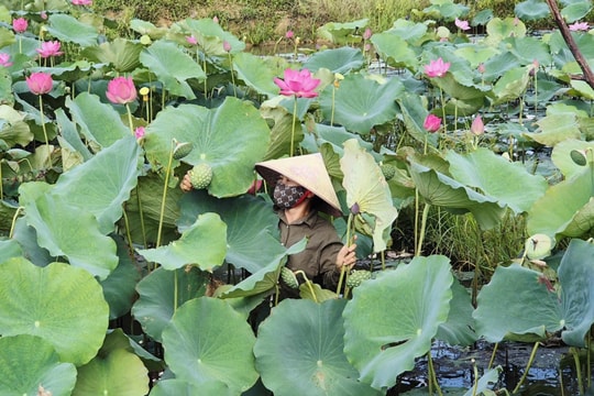Nông dân ở Quảng Trị đổi đời nhờ mô hình kinh tế gắn với cây sen, cho thu nhập 60 - 70 triệu đồng