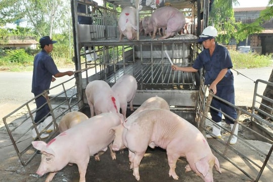 Giá heo hơi hôm nay 29/5/2026: Thị trường tuột mốc 70.000 đồng/kg