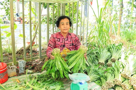 Canh tác loại rau ít sâu bệnh đang giúp nông dân Cần Thơ có thêm nguồn thu ổn định