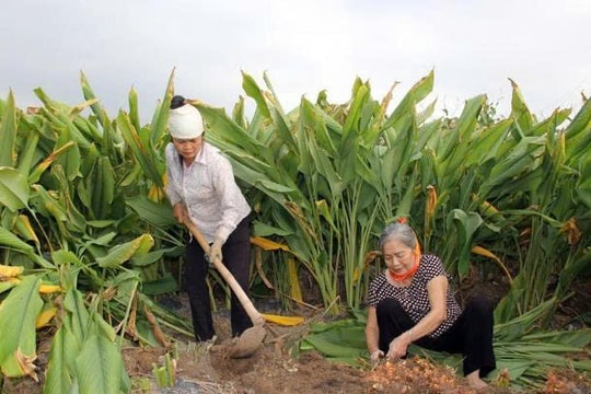 Canh tác loại dược liệu vườn nhà mang về tiền tỷ cho người nông dân Hưng Yên