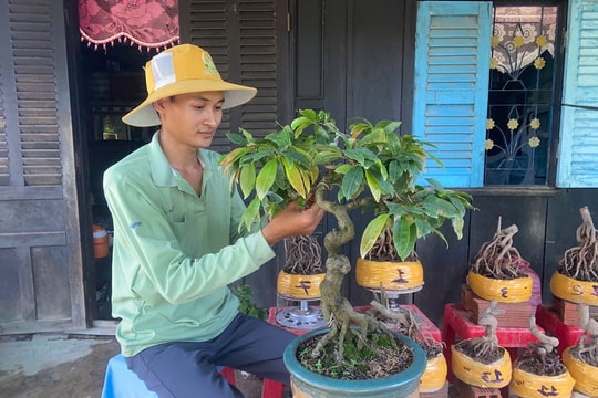 Những gốc mai vàng và cách người nông dân An Giang vươn lên làm giàu