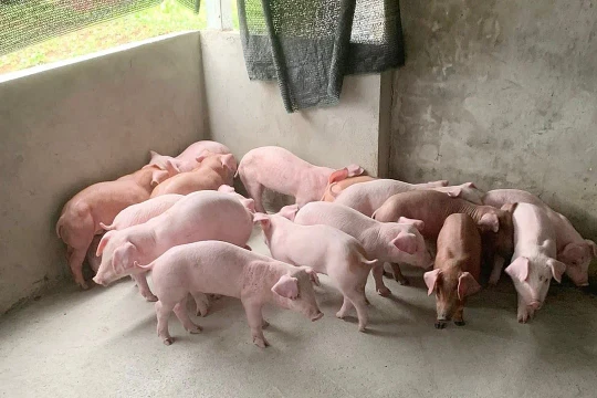Giá heo hơi hôm nay 1/6/2026: Lùi về mức 66.000 - 68.000 đồng/kg