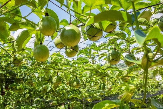 Mô hình tiên tiến ở Quảng Trị giúp người nông dân canh tác chanh leo thu gần 1 tỷ đồng/ha