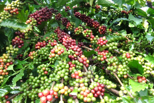 Giá cà phê hôm nay 3/6/2026: Giao dịch xuống dưới mốc 87.000 đồng/kg