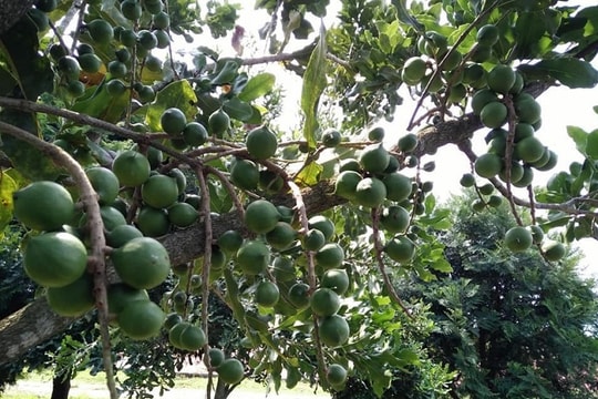 Sơn La nhân rộng mô hình trồng xen, nâng hiệu quả kinh tế trên đất nông nghiệp