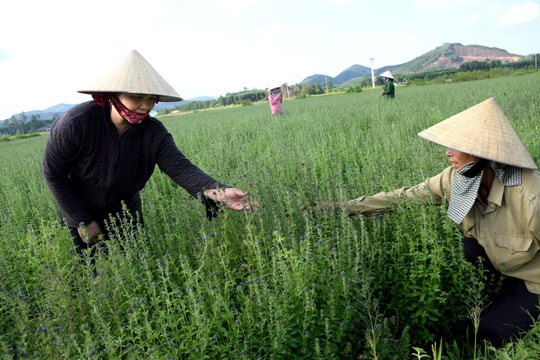 Nông dân Nghệ An giàu lên từ những giống cây trồng mới