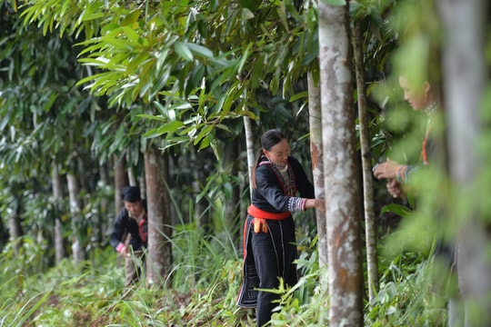 Từ keo, mỡ sang giống cây "vỏ thơm", nông dân Tuyên Quang mở hướng làm ăn mới