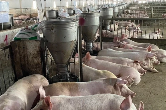 Giá heo hơi hôm nay 5/6/2026: Thị trường dao động 66.000 - 68.000 đồng/kg