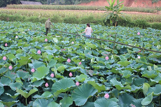 Nông dân Lào Cai mở hướng làm ăn mới