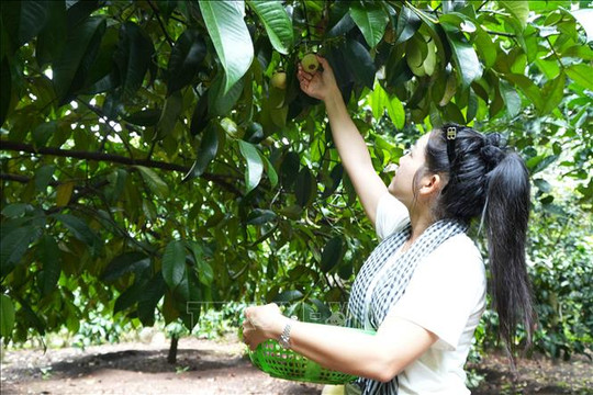 Mùa trái chín ở Đồng Nai, nông dân tăng thu nhập nhờ du lịch vườn