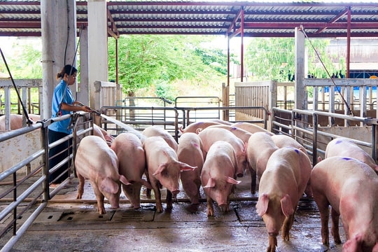 Giá heo hơi hôm nay 8/6/2026: Nhiều nơi xuống mức thấp nhất 64.000 đồng/kg