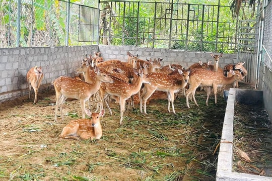 Nông dân An Giang chọn nuôi con vật "chỉ lấy sừng", biến mô hình lạ thành nguồn thu bền vững