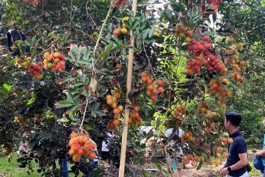 Giống trái chín đỏ được người dân Đồng Nai phát triển thành mô hình kinh tế độc đáo